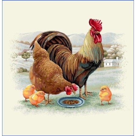 Carré -Coq et poule