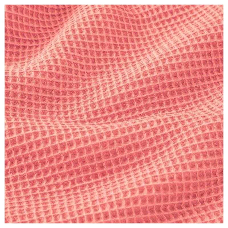 Nid d'abeille orchidee