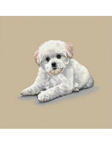 carré, jacquard, coussin, sac, animaux, chien, bichon