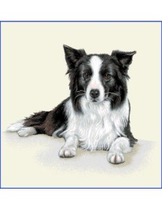 carré, jacquard, coussin, sac, animaux, chien, border collie