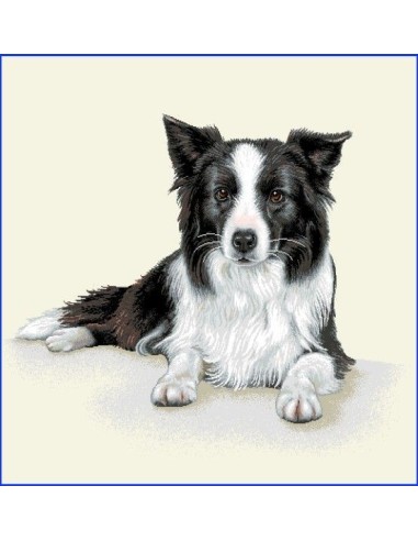 carré, jacquard, coussin, sac, animaux, chien, border collie