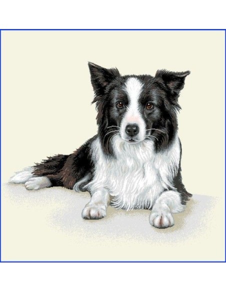 carré, jacquard, coussin, sac, animaux, chien, border collie