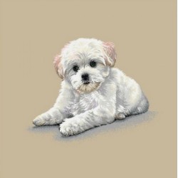 BICHON