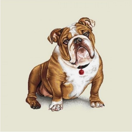 BULLDOG ANGLAIS
